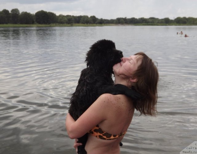 Фото: ньюфаундленд Bi Perfekt Arabella (Би Перфект Арабелла), Irina Pavlova (Ирина Павлова)