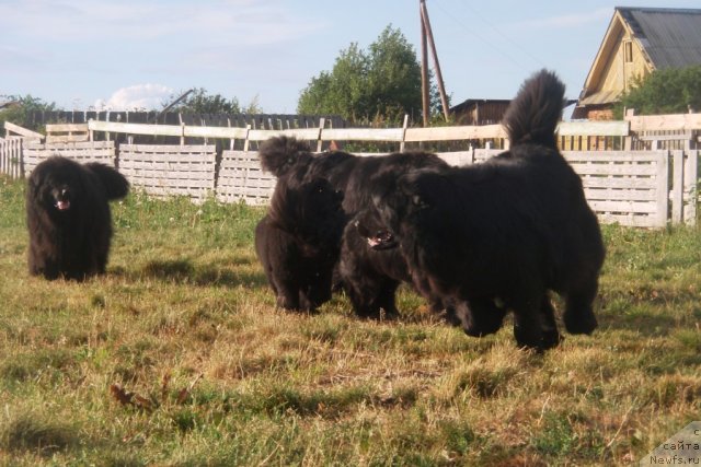 Фото: ньюфаундленд Feliciya (Фелиция), ньюфаундленд Blek Dolli Peyv Black (Блэк Долли Пейв Блэк)