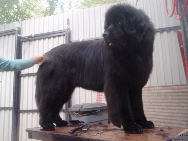 Фото: ньюфаундленд Kapitan N'yufort (Капитан Ньюфорт)