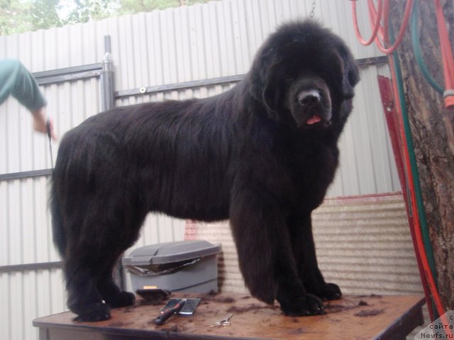 Фото: ньюфаундленд Kapitan N'yufort (Капитан Ньюфорт)