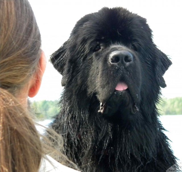 Фото: ньюфаундленд Aquatoriya Kelvin Kadril (Акватория Келвин Кадриль)