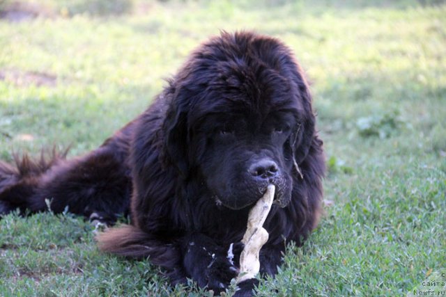 Фотография № 102307