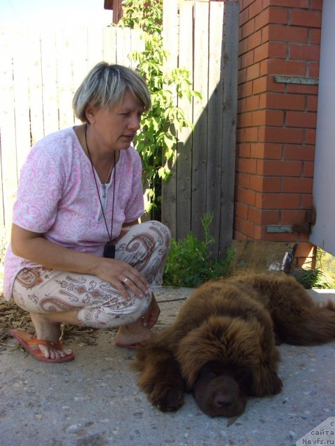 Фото: ньюфаундленд Barhatka Roskoshnaya (Бархатка Роскошная), Svetlana Permyakova (Светлана Пермякова)