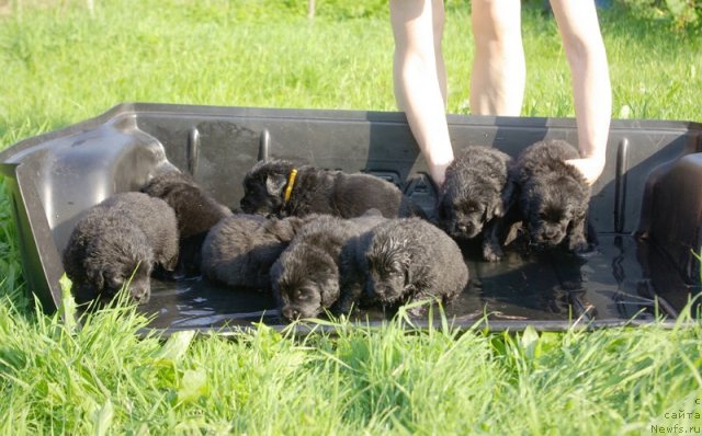 Фото: ньюфаундленд Beguschaya po Volnam Harizma (Бегущая по Волнам Харизма), и ее дети