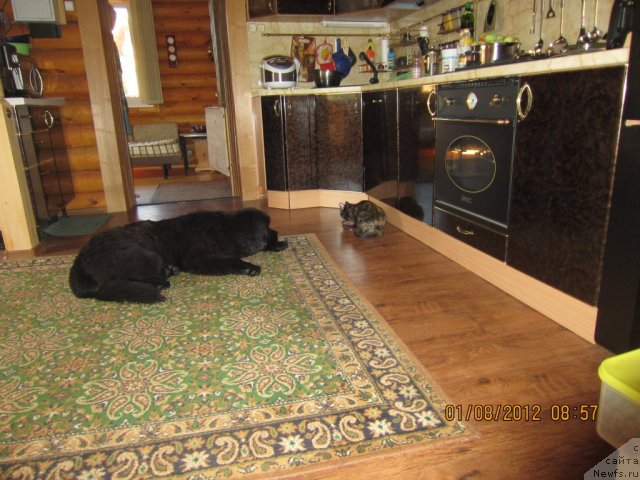 Фото: ньюфаундленд Cristalmar Cadeaux de Noel