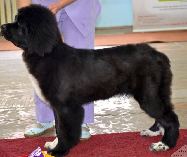 Фото: ньюфаундленд Super Bizon Indiya (Супер Бизон Индия)