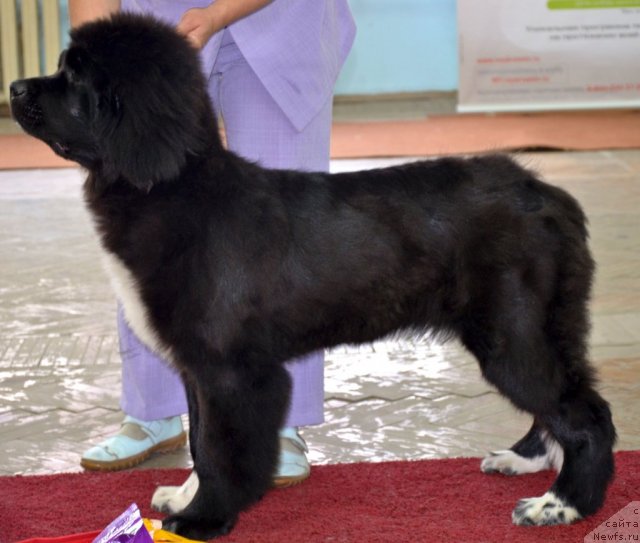 Фото: ньюфаундленд Super Bizon Indiya (Супер Бизон Индия)