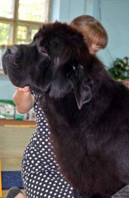 Фото: ньюфаундленд Beguschaya po Volnam Zillion (Бегущая по Волнам Зиллион)