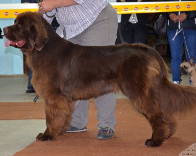 Фото: ньюфаундленд Obush Shed Yakutia (Обуш Шед Якутия)