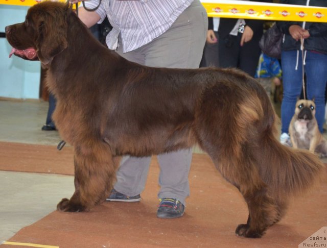 Фото: ньюфаундленд Obush Shed Yakutia (Обуш Шед Якутия)