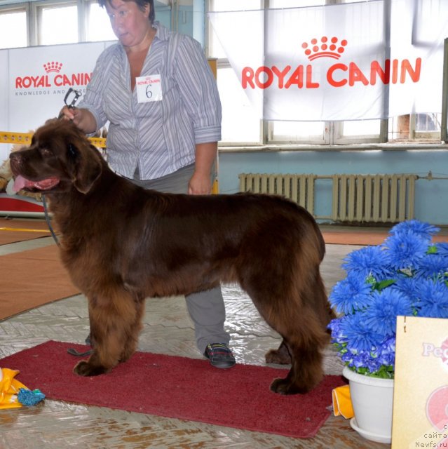 Фото: ньюфаундленд Obush Shed Yakutia (Обуш Шед Якутия)