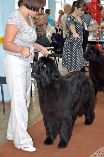 Фото: ньюфаундленд Ih Visochestvo Gloria Airis (Их Высочество Глория Айрис), ньюфаундленд Violett Gryeys Of YEndjel (Виолетт Грэйс Оф Энджел)
