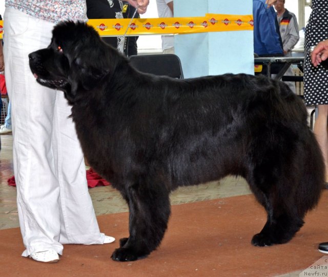 Фото: ньюфаундленд Ih Visochestvo Gloria Airis (Их Высочество Глория Айрис)