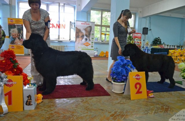 Фото: ньюфаундленд Ih Visochestvo Gloria Airis (Их Высочество Глория Айрис), ньюфаундленд Violett Gryeys Of YEndjel (Виолетт Грэйс Оф Энджел)