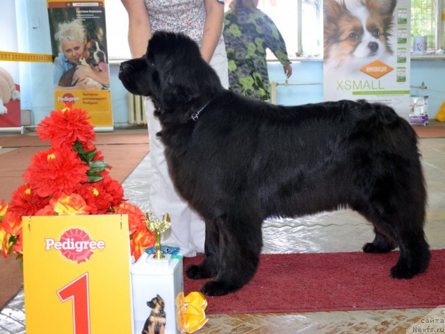 Фото: ньюфаундленд Ih Visochestvo Gloria Airis (Их Высочество Глория Айрис)