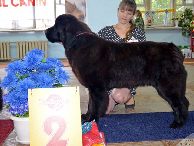 Фото: ньюфаундленд Violett Gryeys Of YEndjel (Виолетт Грэйс Оф Энджел)