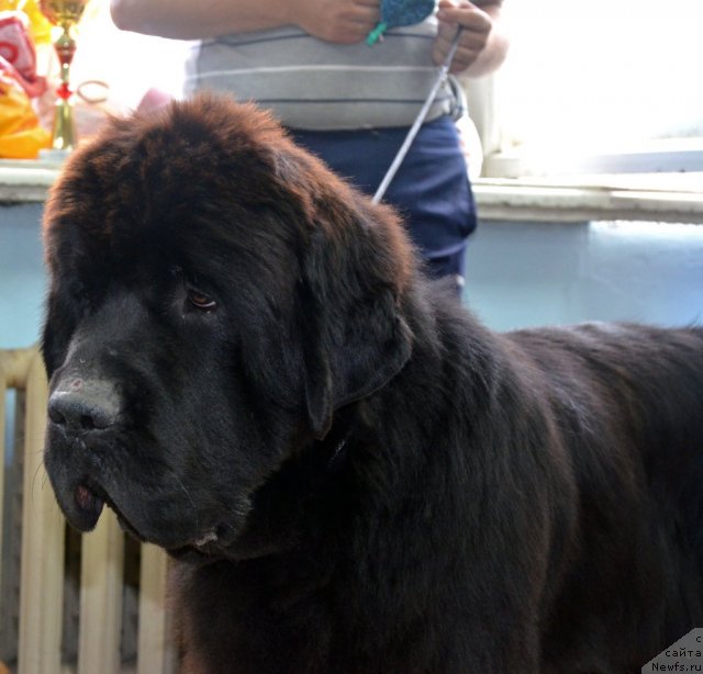 Фото: ньюфаундленд Beguschaya po Volnam Zillion (Бегущая по Волнам Зиллион)