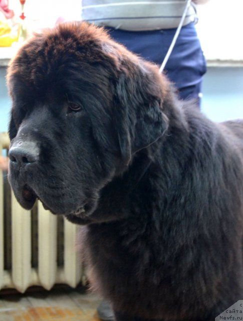 Фото: ньюфаундленд Beguschaya po Volnam Zillion (Бегущая по Волнам Зиллион)