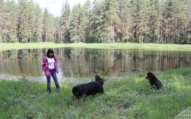 Фото: ньюфаундленд Dar Svezy Unika Sagitta (Дар Свезы Юника Сагитта), Irina Bubnova (Ирина Бубнова)