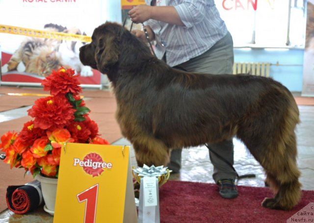 Фото: ньюфаундленд Obush Shed Yakutia (Обуш Шед Якутия)