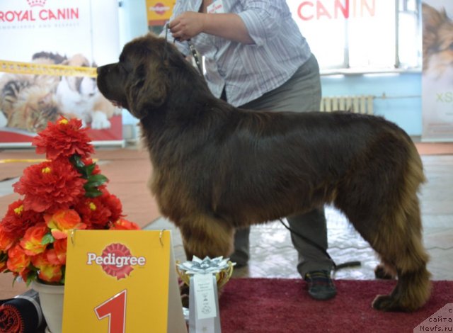 Фото: ньюфаундленд Obush Shed Yakutia (Обуш Шед Якутия)