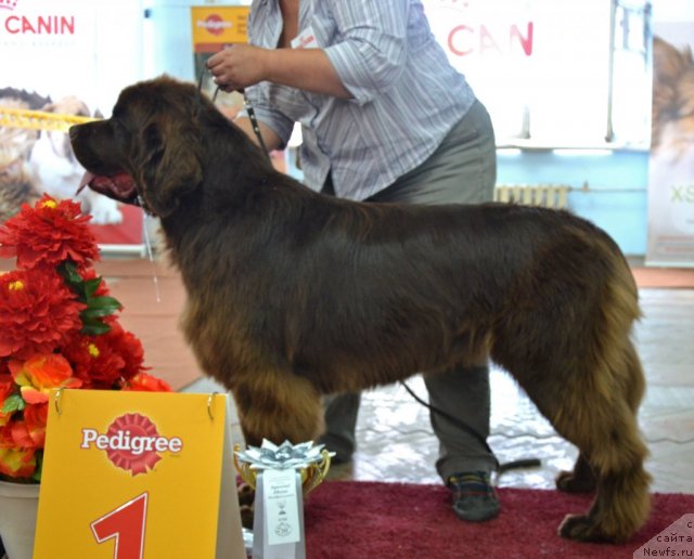 Фото: ньюфаундленд Obush Shed Yakutia (Обуш Шед Якутия)