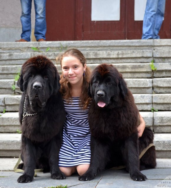 Фото: ньюфаундленд Beguschaya po Volnam Zillion (Бегущая по Волнам Зиллион), ньюфаундленд Violett Gryeys Of YEndjel (Виолетт Грэйс Оф Энджел)