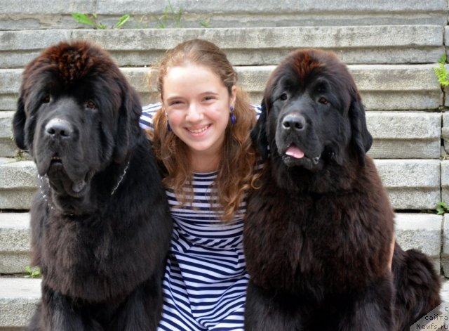 Фото: ньюфаундленд Beguschaya po Volnam Zillion (Бегущая по Волнам Зиллион), Бражникова Алина, ньюфаундленд Violett Gryeys Of YEndjel (Виолетт Грэйс Оф Энджел)