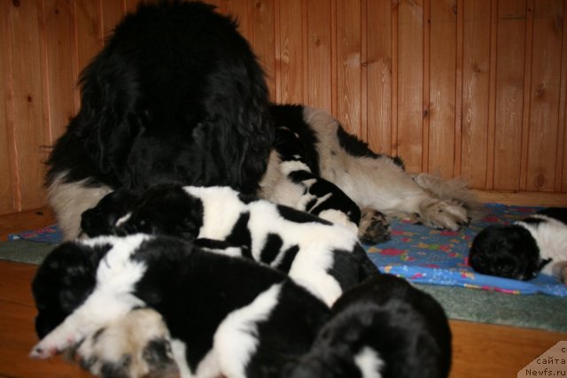 Фото: ньюфаундленд Fiamettahauz Martini Bianka (Фиаметтахауз Мартини Бьянка), щенки.