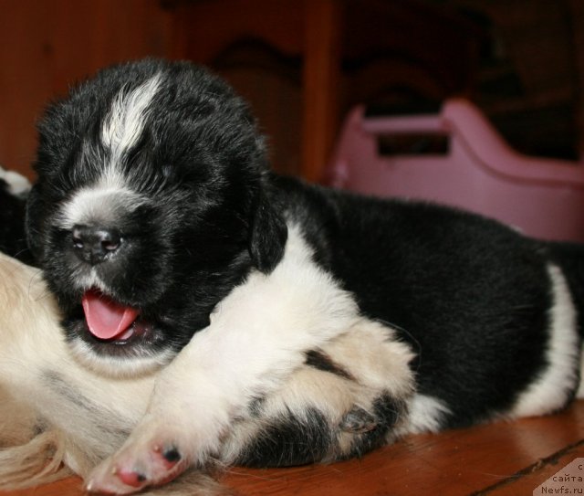 Фото: ньюфаундленд Fiamettahauz Primo Orso Neo (Фиаметтахауз Примо Орсо Нео)