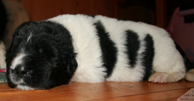 Фото: ньюфаундленд Fiamettahauz Persey (Фиаметтахауз Персей)