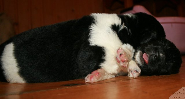 Фото: ньюфаундленд Fiamettahauz Pretti Drim (Фиаметтахауз Претти Дрим)