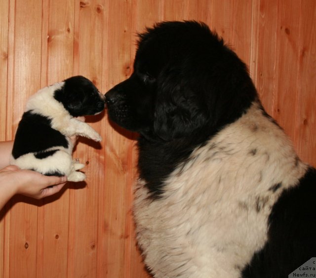 Фото: щенок, ньюфаундленд Fiamettahauz Martini Bianka (Фиаметтахауз Мартини Бьянка)