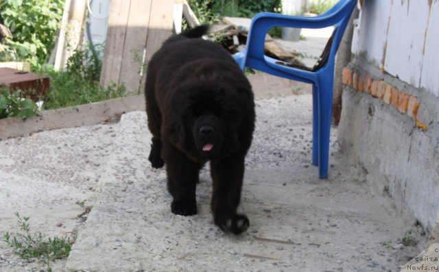 Фото: ньюфаундленд N'yufort Ulyibka Fortunyi (Ньюфорт Улыбка Фортуны)