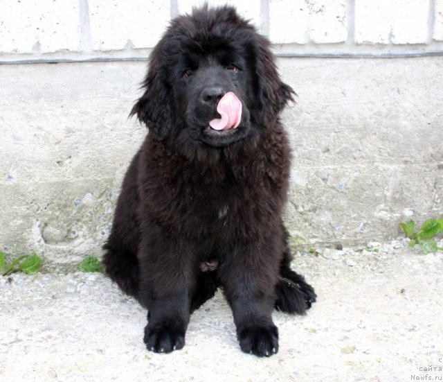 Фото: ньюфаундленд N'yufort Ulyibka Fortunyi (Ньюфорт Улыбка Фортуны)