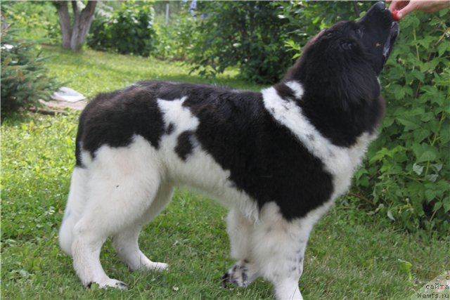 Фотография № 102429