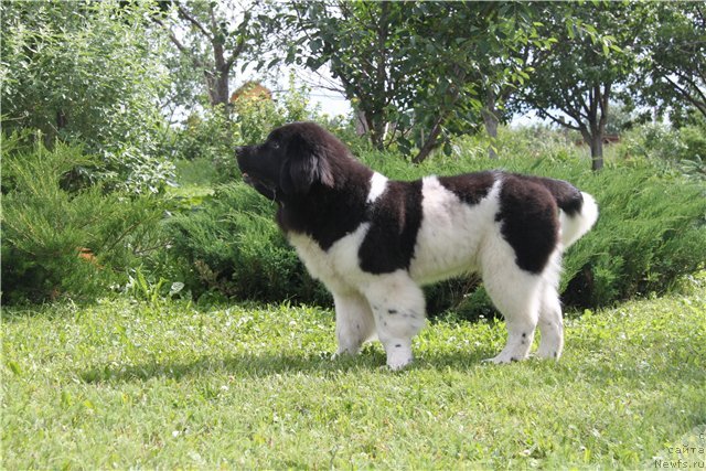 Фотография № 102432