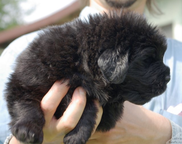 Фото: ньюфаундленд Beguschaya po Volnam Harizma (Бегущая по Волнам Харизма)