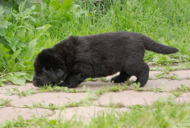 Фото: ньюфаундленд Beguschaya po Volnam Harizma (Бегущая по Волнам Харизма)