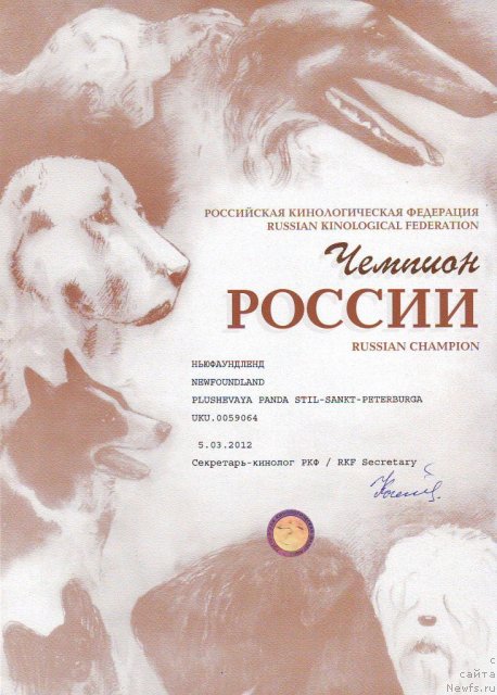 Фото: ньюфаундленд Plyushevaya Panda Stil'-Sankt-Peterburga (Плюшевая Панда Стиль-Санкт-Петербурга)
