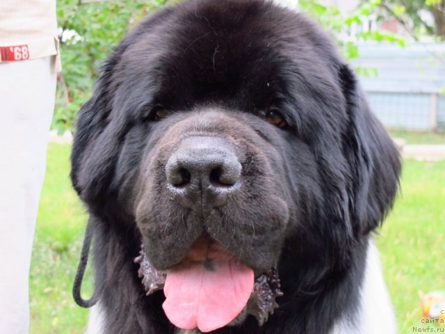 Фото: ньюфаундленд Plyushevaya Panda Stil'-Sankt-Peterburga (Плюшевая Панда Стиль-Санкт-Петербурга)