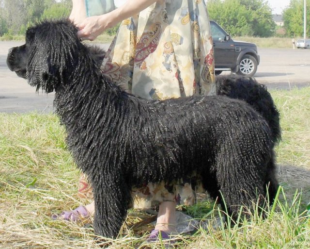 Фото: ньюфаундленд Beguschaya po Volnam Carica Savskaya (Бегущая по Волнам Царица Савская)