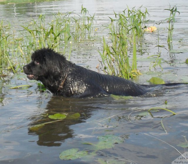Фото: ньюфаундленд Beguschaya po Volnam Carica Savskaya (Бегущая по Волнам Царица Савская)