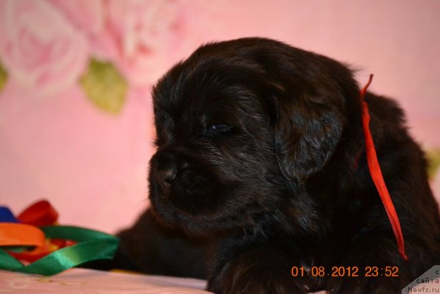 Фото: ньюфаундленд Nefertiti Krasavica Gryadet (Нефертити Красавица Грядет)