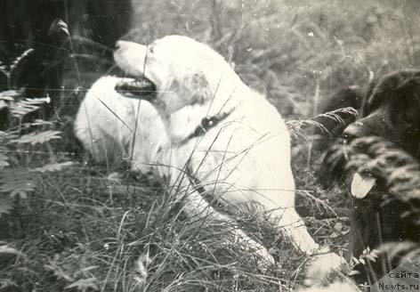 Фото: ньюфаундленд Tegri Alla (Тегри Алла)