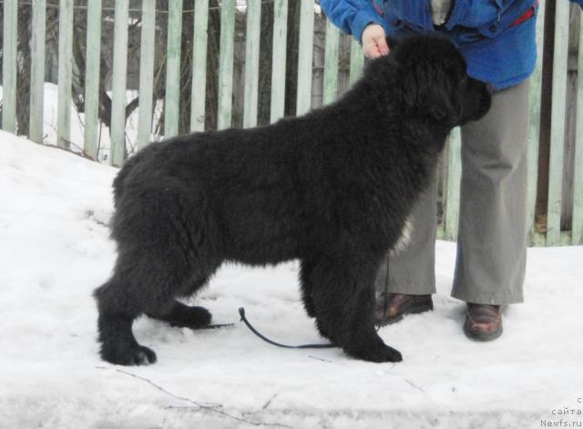 Фото: ньюфаундленд Sent Djons Nirvana (Сент Джонс Нирвана)