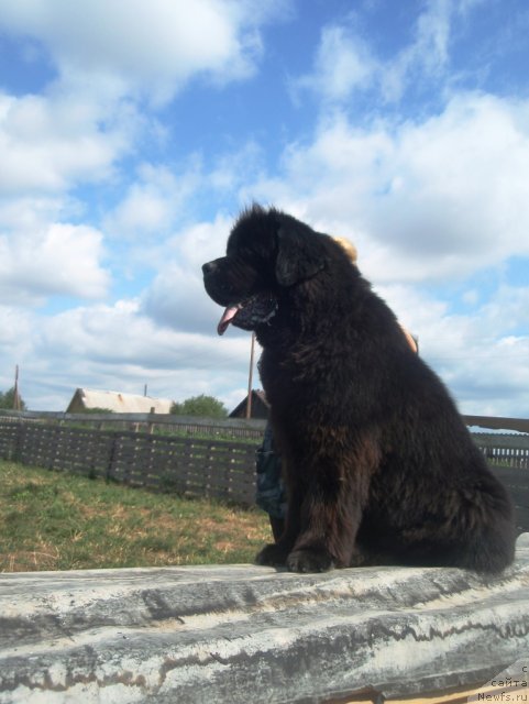 Фото: ньюфаундленд CHernyiy SHarm Alessandro (Черный Шарм Алессандро)