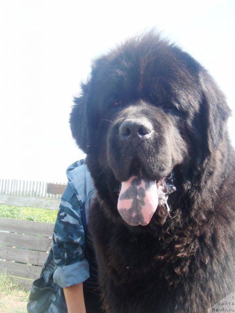 Фото: ньюфаундленд CHernyiy SHarm Alessandro (Черный Шарм Алессандро)
