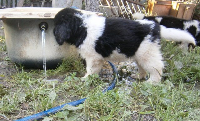 Фото: ньюфаундленд Carolina White-black Diadem Aqua Pearl