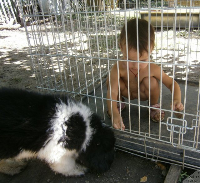 Фото: ньюфаундленд Caballeros Important Person Aqua Pearl